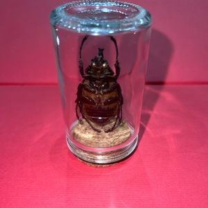 Big Japanese rhinoceros beetle oddity decor🪲